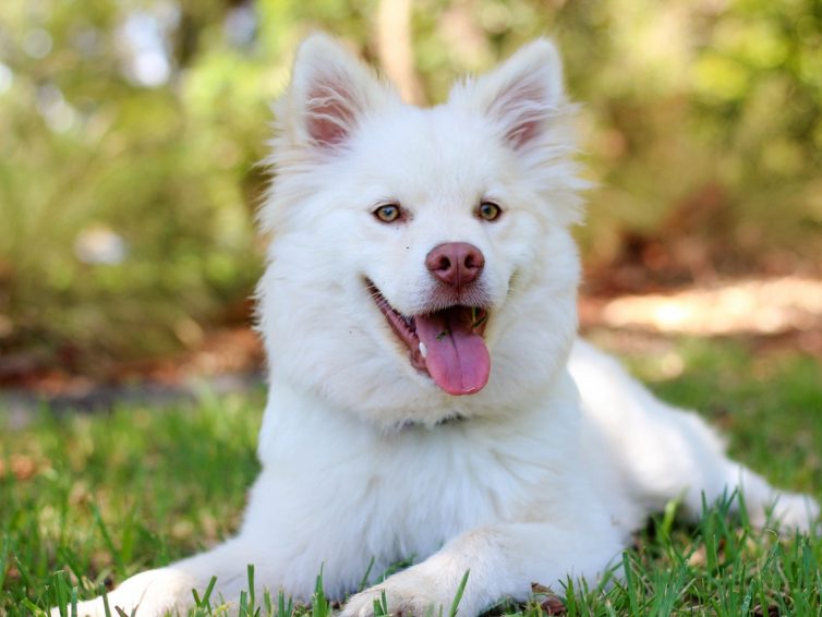 Lapphunden är en gammal ras