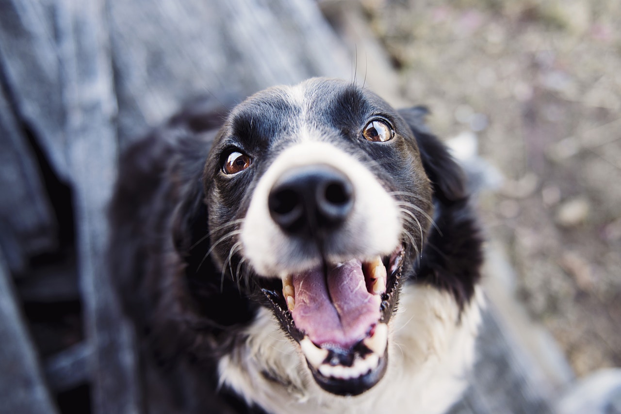 Hund som hässjar